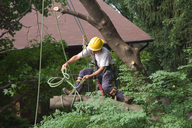 Professional Tree Services in Chatmoss, VA